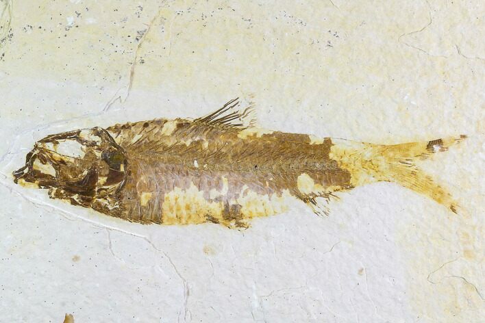 Fossil Fish Plate (Knightia) - Wyoming #108287